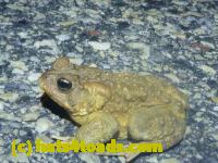 /home//u458753944/public_html/sourcegallery////Roxborough Toad Detour/2013-2019/2015/11059997_10206526857199111_1563850921016362404_o.jpg